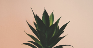 découvrez les bienfaits incroyables de l'aloe vera, une plante aux propriétés hydratantes et apaisantes. apprenez comment l'intégrer dans votre routine beauté et santé pour profiter pleinement de ses vertus naturelles.