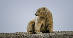 découvrez le naturisme, une philosophie de vie prônant le respect de la nature et de soi-même à travers la pratique du nudisme en plein air. rejoignez une communauté qui valorise la liberté, le bien-être et l'harmonie avec l'environnement.
