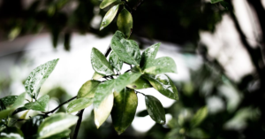 découvrez les plantes énergisantes qui revitalisent votre corps et votre esprit. apprenez comment ces végétaux naturels peuvent booster votre énergie, améliorer votre concentration et vous aider à rester actif tout au long de la journée.