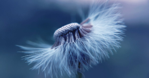 découvrez la naturopathie, une approche holistique de la santé qui favorise le bien-être à travers des méthodes naturelles. apprenez à équilibrer votre corps et votre esprit grâce à des conseils personnalisés en nutrition, phytothérapie et techniques de relaxation.