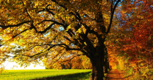 découvrez l'automne, une saison colorée et enchanteresse, où les feuilles se parent de teintes flamboyantes et où la nature se prépare à entrer en hibernation. profitez des balades en plein air, des récoltes de saison et de l'ambiance chaleureuse des fêtes qui approchent.