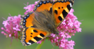 découvrez les bienfaits de la valériane, une plante réputée pour ses propriétés apaisantes et relaxantes. explorez ses utilisations en phytothérapie, ses effets sur le sommeil et le bien-être mental, ainsi que des conseils pour l'incorporer dans votre routine quotidienne.