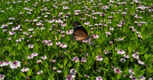 découvrez la chromothérapie, une technique innovante qui utilise les couleurs pour harmoniser le corps et l'esprit. apprenez comment les différentes teintes influencent votre bien-être et explorez les bienfaits de cette pratique apaisante pour améliorer votre santé mentale et physique.