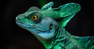 découvrez le processus fascinant de la thermorégulation, essentiel pour maintenir la température corporelle chez les êtres vivants. apprenez comment les organismes s'adaptent aux variations climatiques et aux défis environnementaux pour garantir leur survie et leur bien-être.