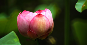 découvrez les fleurs de bach, une méthode naturelle de guérison émotionnelle. apprenez comment ces élixirs floraux peuvent améliorer votre bien-être mental et spirituel, favorisant l'équilibre et l'harmonie dans votre vie quotidienne.