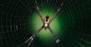 découvrez la fascinante araignée noire et jaune, un arachnide intrigant au motif saisissant. plongez dans son habitat, ses caractéristiques et son comportement, et apprenez comment l'observer dans la nature tout en restant en sécurité.