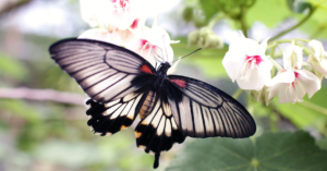 découvrez le monde fascinant des papillons : des créatures colorées et délicates qui enchantent par leur beauté. plongez dans leur cycle de vie, leur habitat et leur rôle vital dans l'écosystème.