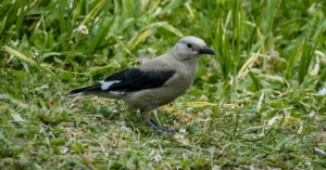 découvrez la signification des plumes grises et leur symbolisme dans diverses cultures. apprenez comment ces plumes peuvent représenter la paix, la sagesse et la connexion spirituelle. explorez les interprétations et les messages que ces belles plumes peuvent véhiculer.