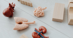 découvrez le rôle essentiel de la perméabilité intestinale dans la santé digestive et son impact sur l'organisme. apprenez comment des troubles de la perméabilité peuvent influencer diverses pathologies et explorez des solutions pour améliorer votre bien-être.