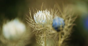 découvrez le monde fascinant des champignons médicinaux, riches en propriétés bénéfiques pour la santé. apprenez comment ces champignons peuvent renforcer votre système immunitaire, améliorer votre bien-être général et soutenir des traitements naturels.