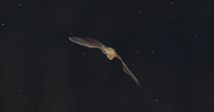 découvrez les bienfaits de la progestérone naturelle, une hormone essentielle pour la santé hormonale des femmes. apprenez comment elle peut aider à réguler le cycle menstruel, soulager les symptômes de la ménopause et favoriser l'équilibre hormonal de manière naturelle.