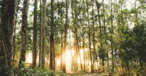 découvrez tout ce que vous devez savoir sur la vitamine d : ses bienfaits pour la santé, les sources alimentaires, les effets sur le système immunitaire et comment optimiser votre apport quotidien pour un mieux-être optimal.