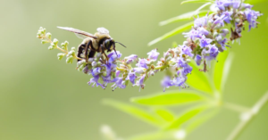 découvrez les bienfaits du vitex, une plante médicinale reconnue pour ses propriétés régulatrices du cycle menstruel et son impact positif sur la santé hormonale. explorez ses usages traditionnels et modernes pour soulager divers troubles féminins.