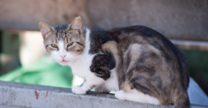 découvrez les causes et les solutions pour comprendre pourquoi votre chat vomit. apprenez à reconnaître les signes d'alerte et quand consulter un vétérinaire pour assurer la santé de votre compagnon félin.