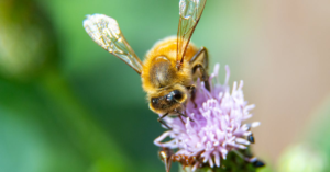 découvrez le fascinant monde des fourmis volantes, leurs caractéristiques uniques, leur rôle écologique et leur comportement lors de la reproduction. plongez dans l'univers incroyable de ces insectes étonnants et apprenez comment les reconnaître et les observer pendant leur période de vol.