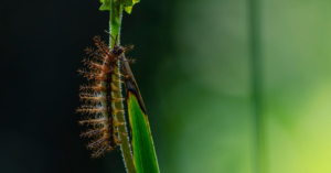 découvrez l'univers fascinant des asticots : leur rôle écologique, leur utilisation dans l'industrie, et les mythes qui les entourent. apprenez comment ces petites créatures contribuent à la décomposition et à l'équilibre de notre écosystème.