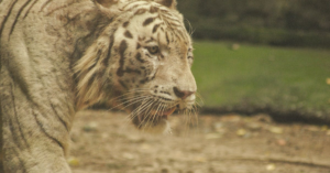 découvrez la beauté captivante de la pierre œil de tigre. ses motifs uniques et ses reflets dorés en font un bijou prisé pour ses propriétés protectrices et énergétiques. explorez ses origines, ses bienfaits sur le bien-être et comment l'intégrer dans votre style quotidien.