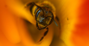 découvrez les causes possibles du vomi jaune, ses implications sur la santé et comment réagir face à ce symptôme. informez-vous sur les conseils médicaux pour une meilleure compréhension et prise en charge.