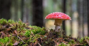 découvrez tout ce qu'il faut savoir sur les infections fongiques : symptômes, causes, traitements et conseils de prévention pour protéger votre santé au quotidien.