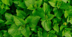 découvrez la puissance des herbes spagyriques : une méthode traditionnelle d’extraction qui concentre leurs bienfaits naturels pour la santé et le bien-être. approfondissez votre connaissance des plantes médicinales transformées selon l’art ancestral de la spagyrie.