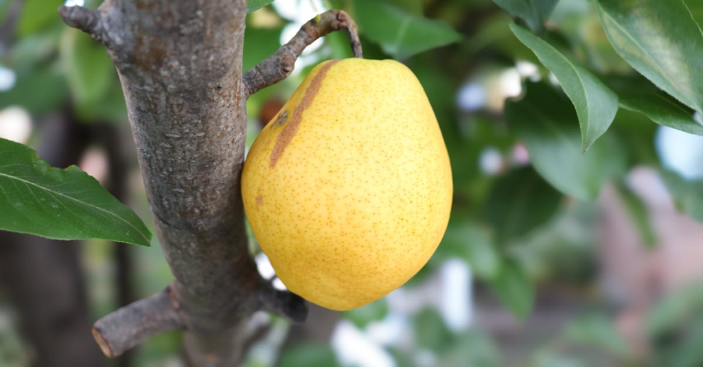 découvrez la spagyrie végétale : une méthode ancestrale d’élaboration de remèdes naturels à base de plantes, alliant alchimie et phytothérapie pour extraire l’essence curative des végétaux.