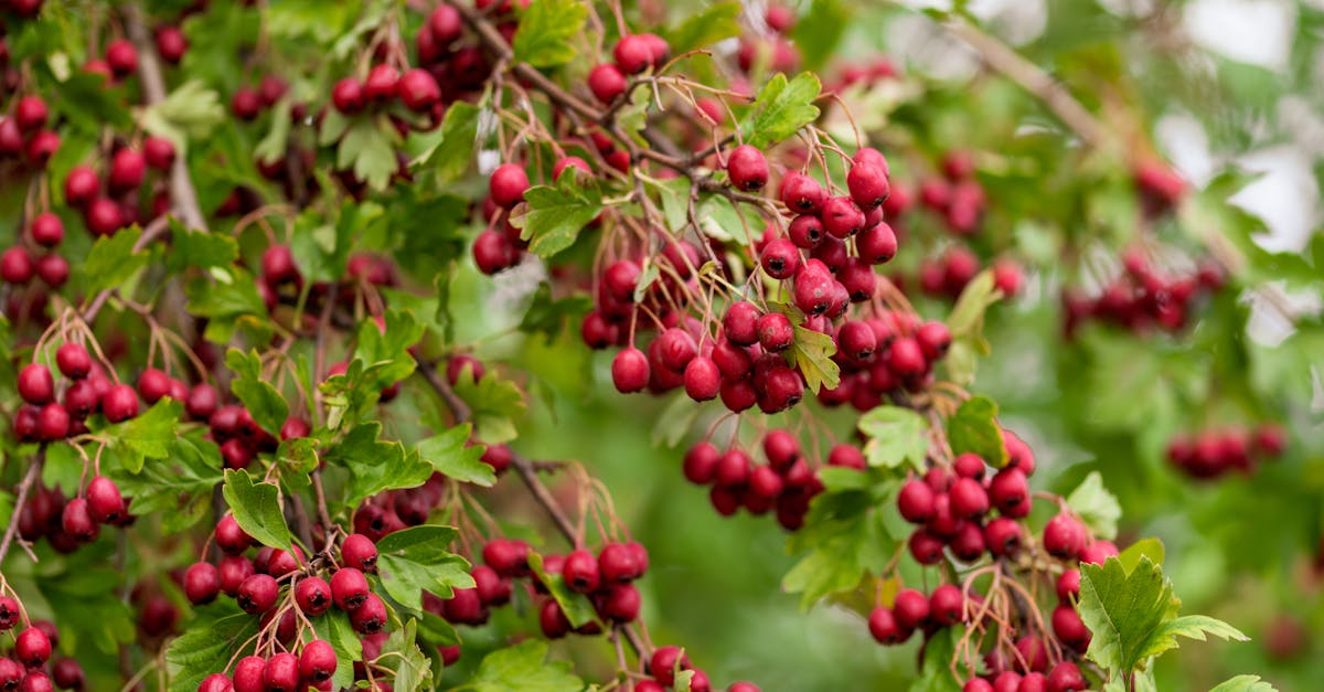 découvrez la spagyrie végétale : une méthode ancestrale d’extraction et de préparation des plantes médicinales, alliant alchimie et bien-être naturel pour optimiser les bienfaits des plantes sur la santé.