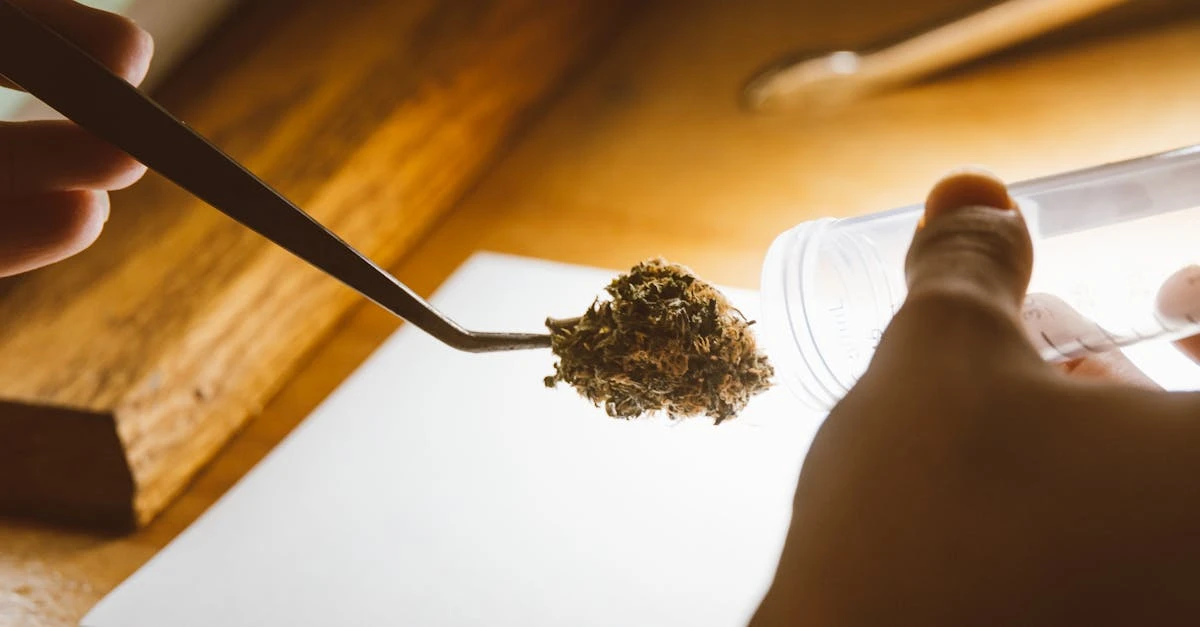 découvrez la teinture spagyrique, une méthode d’extraction naturelle combinant alchimie et phytothérapie pour une efficacité optimale des plantes et une harmonie corps-esprit. idéale pour une approche holistique du bien-être au quotidien.