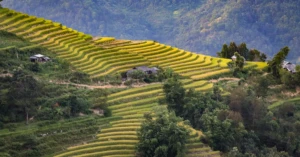 découvrez tout sur la saison des récoltes : conseils, traditions et astuces pour profiter pleinement de cette période clé de l'année agricole.