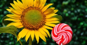 découvrez les bienfaits des plantes spagyriques, une méthode ancestrale d’extraction alliant alchimie, phytothérapie et énergie naturelle pour optimiser votre bien-être au quotidien.