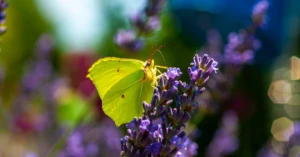 découvrez la spagyrie végétale : une méthode ancestrale d'extraction des principes actifs des plantes pour créer des remèdes naturels, alliant alchimie, bien-être et respect de la nature.