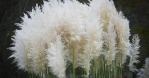 découvrez la spagyrie végétale : une méthode ancestrale d’extraction et d’utilisation des plantes pour préserver leur énergie vitale. idéal pour le bien-être naturel, la phytothérapie et l'harmonisation du corps et de l'esprit.