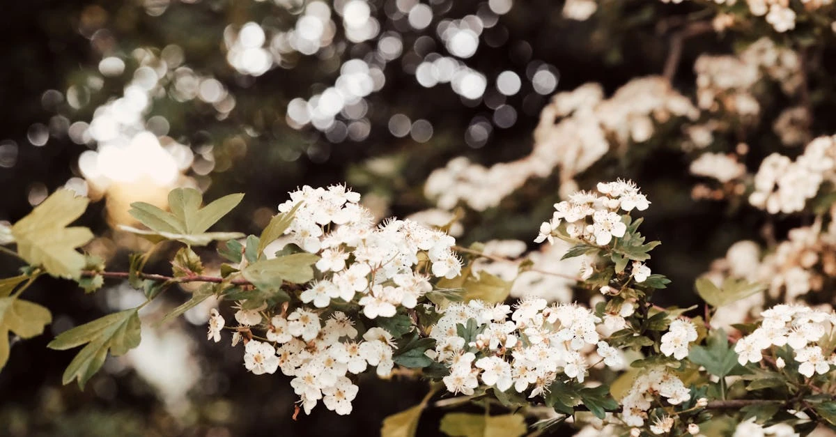 découvrez les bienfaits du cenellier (hawthorn), un arbuste aux vertus médicinales reconnu pour améliorer la santé cardiovasculaire.