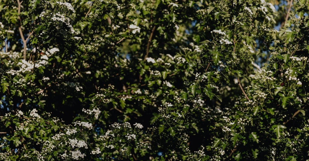 découvrez les bienfaits du houx commun (hawthorn), une plante utilisée en phytothérapie pour soutenir la santé cardiovasculaire et améliorer la circulation sanguine.