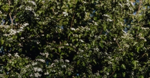 découvrez les bienfaits du houx commun (hawthorn), une plante utilisée en phytothérapie pour soutenir la santé cardiovasculaire et améliorer la circulation sanguine.