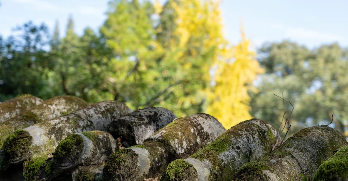 découvrez notre plante spagyrique spécialement conçue pour améliorer la digestion naturellement et favoriser un bien-être intestinal optimal.