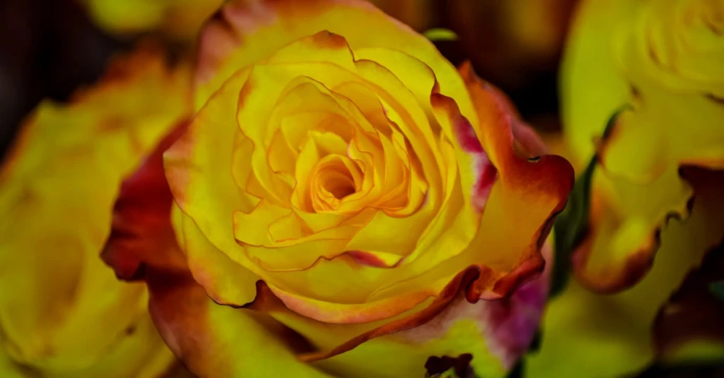 découvrez les bienfaits des plantes spagyriques pour faciliter la digestion et améliorer votre bien-être intestinal naturellement.