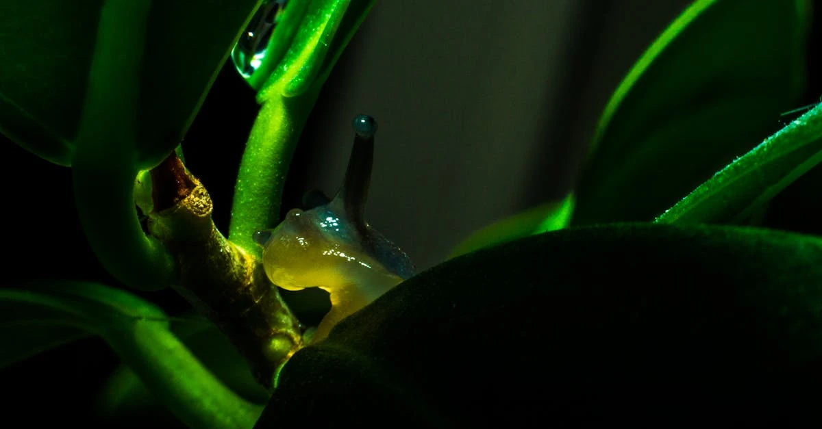 plante spagyrique pour stimuler et améliorer le système digestif lent, favorisant un meilleur confort intestinal et une digestion optimale.