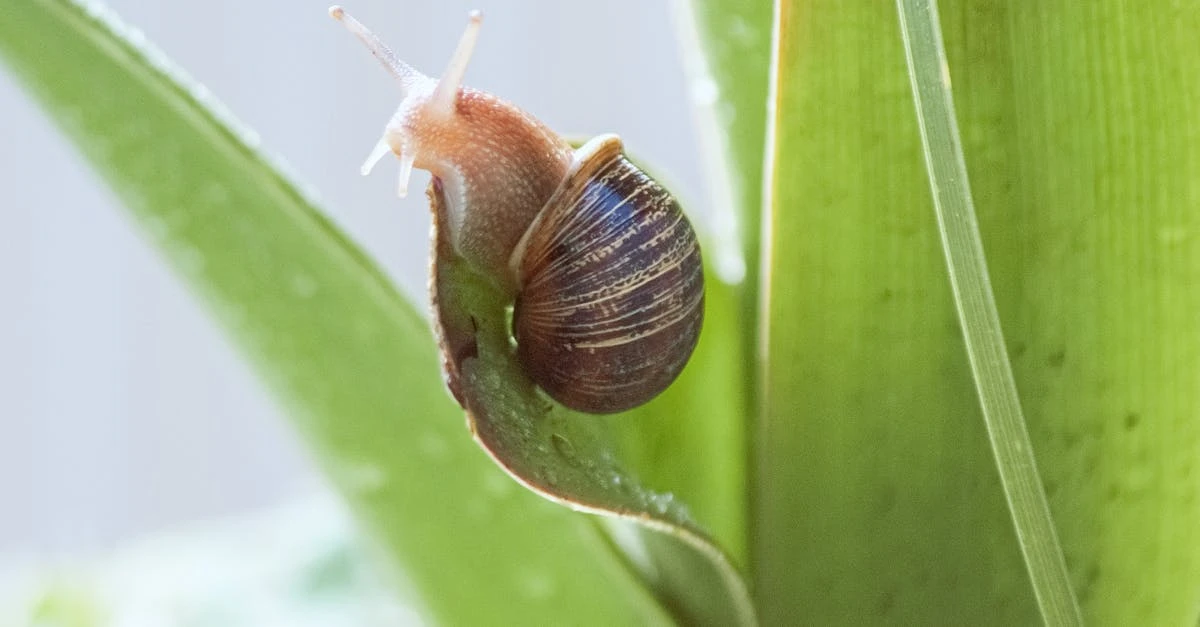 découvrez notre plante spagyrique spécialement formulée pour stimuler un système digestif lent, favorisant un confort digestif optimal et un bien-être naturel.