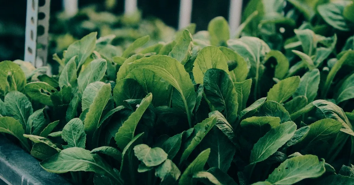 découvrez l'aquaponie, une méthode durable combinant la culture de plantes et l'élevage de poissons pour un jardinage écologique et productif.