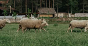 découvrez notre ferme écologique engagée dans des pratiques durables pour préserver l'environnement tout en produisant des aliments sains et naturels.